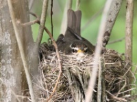 2016-05-14 10h38m56 - Koperwiek op nest - Jan van Kleef